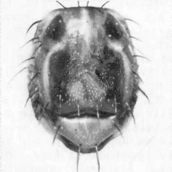 thumbnail for publication: Guava Fruit Fly, Anastrepha striata Schiner (Insecta: Diptera: Tephritidae)